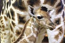 Zoo má nové žirafátko. Logan se zatím drží u mámy
