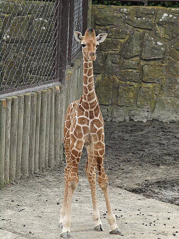 Malá žirafka Amálka
