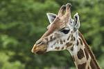 Královédvorský Safari Park má novou žirafí samici.