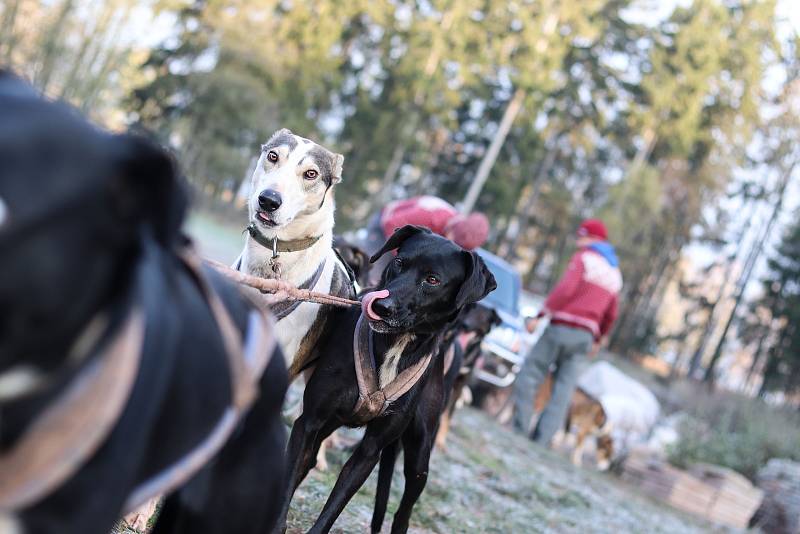 Musher Jiří Vondrák trénuje se svojí psí smečkou.