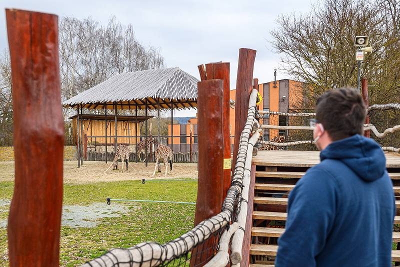 Do Safari Parku Dvůr Králové přišly první den po otevření zoologických zahrad čtyři stovky návštěvníků.