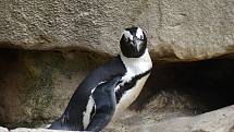Tučňák brýlový v ZOO Berlin.