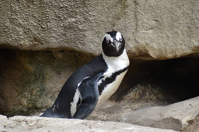 Tučňák brýlový v ZOO Berlin.