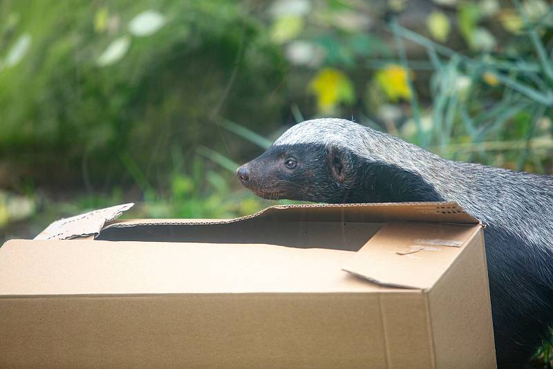 Zvířata v zoo nemají zábavu v podobě návštěvníků. Pro zpestření proto dostaly některé šelmy jídlo stejně jako teď vydávají restaurace: do krabičky s sebou.