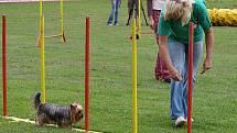 Závody nejmenších psů v agility, Čivava Cup 2009 ve Dvoře Králové