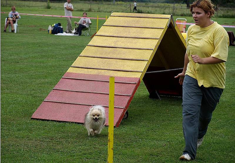 Závody nejmenších psů v agility, Čivava Cup 2009 ve Dvoře Králové