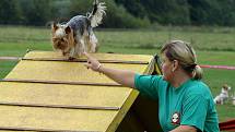 Závody nejmenších psů v agility, Čivava Cup 2009 ve Dvoře Králové