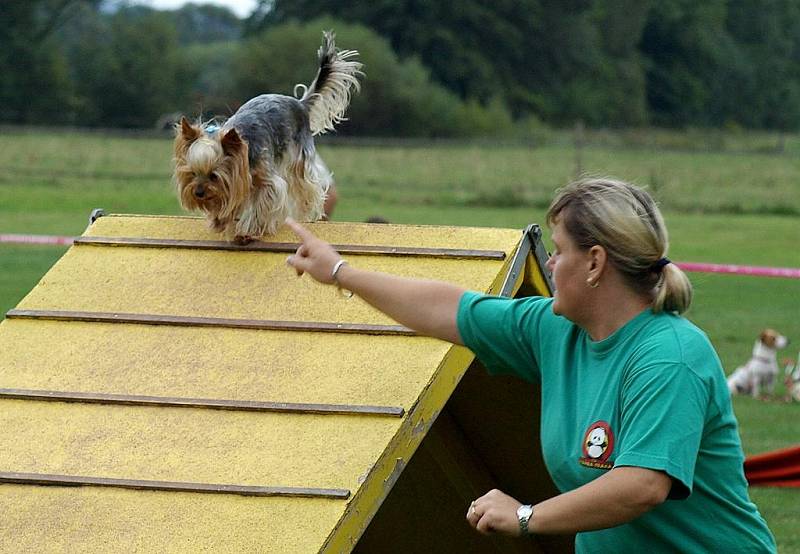 Závody nejmenších psů v agility, Čivava Cup 2009 ve Dvoře Králové