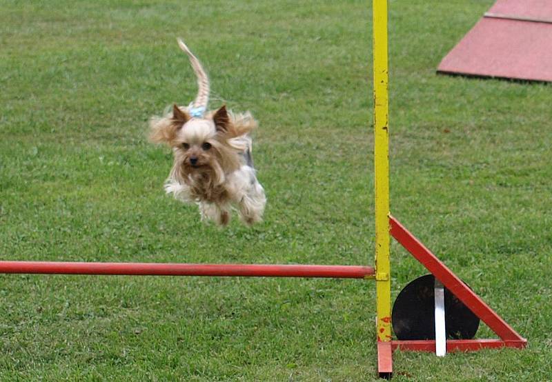 Závody nejmenších psů v agility, Čivava Cup 2009 ve Dvoře Králové