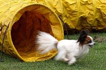 Závody nejmenších psů v agility, Čivava Cup 2009 ve Dvoře Králové