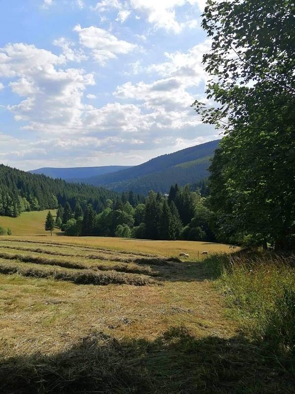 Skupinka zemědělských nadšenců v Malé Úpě se začala dobrovolně starat o místní louky. Obec je nadšená, díky tomu strmé horské stráně krásně voní a vypadají jako v Alpách.