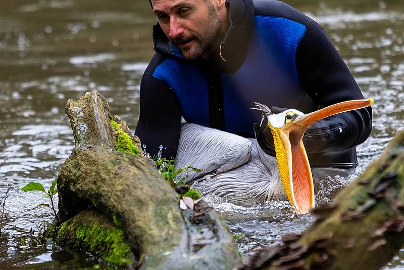 Odchyt pelikánů v safari v zoo Dvůr Králové nad Labem.