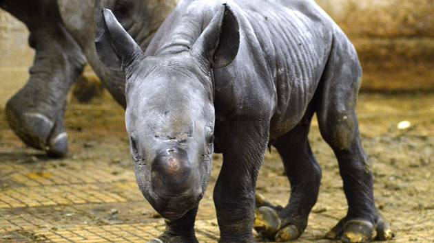 V úterý v ranních hodinách oslavila Zoo Dvůr Králové narození nosorožce dvourohého. Samice Etosha porodila už 45. nosorožce tohoto druhu, který se v podkrkonošské zahradě narodil.