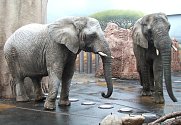 Vážení slonice Saly v královédvorské zoo