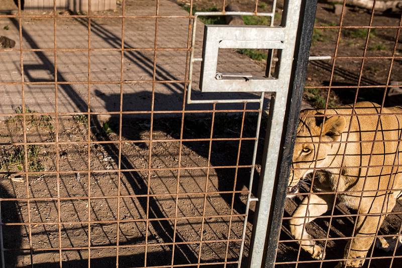 Nejpozoruhodnějším místem je středověký hrad v Černé Vodě u Žacléře, který si tam postavil Martin Zeman. Jeho hrad není veřejně přístupný, nicméně občas tam nějaké návštěvy zabrousí. Pumu, lva, lvice a nově i tygra chová soukromý majitel.