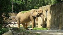 Africké dny v Safari parku Dvůr Králové nad Labem.