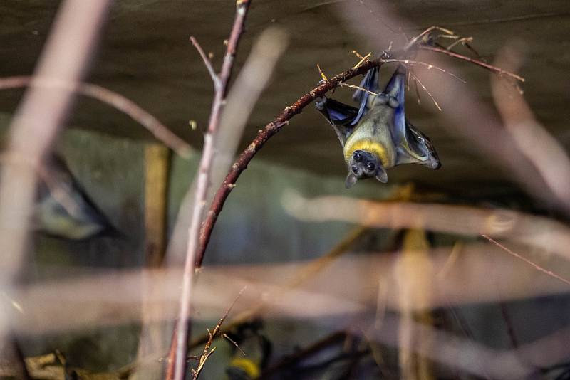 V pondělí 27. dubna se znovu otevřou brány Safari Parku Dvůr Králové nad Labem.