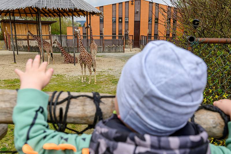 V sobotu dorazilo do Safari Parku Dvůr Králové 3374 lidí.