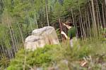 Lesníci v Krkonoších instalují feromonové lapače
