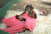 Valentýnské oslavy u orangutanů v zoo Dvůr Králové