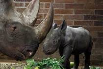 Jasiri znamená statečná. Půlroční mládě nosorožce dostalo jméno