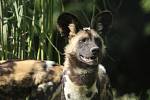 Ze dvorského safari parku byli ve čtvrtek odesláni čtyři psi hyenoví do australské zoo v Sydney. Jedná se o dosud nejdelší transport zvířat ze Dvora Králové do jiné zoologické zahrady. Čtveřice psů urazí ze Dvora Králové do Austrálie 16 700 km.