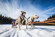 Závody psích spřežení s taženým běžkařem Ledová jízda mají atraktivní start v sobotu v 18.00 od sjezdovky Javor v Peci pod Sněžkou..