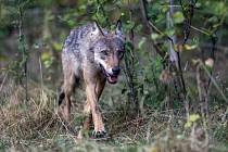 Fotopasti v Orlických horách poprvé v novodobé historii potvrdily trvalý výskyt vlka.