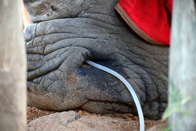 Zoo ohlásila průlom v záchraně nosorožců.