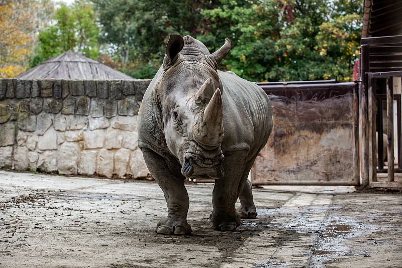 Safari Park Dvůr Králové získal z Německa na posílení chovu nosorožců bílých jižních osmadvacetiletého samce jménem Kusini.