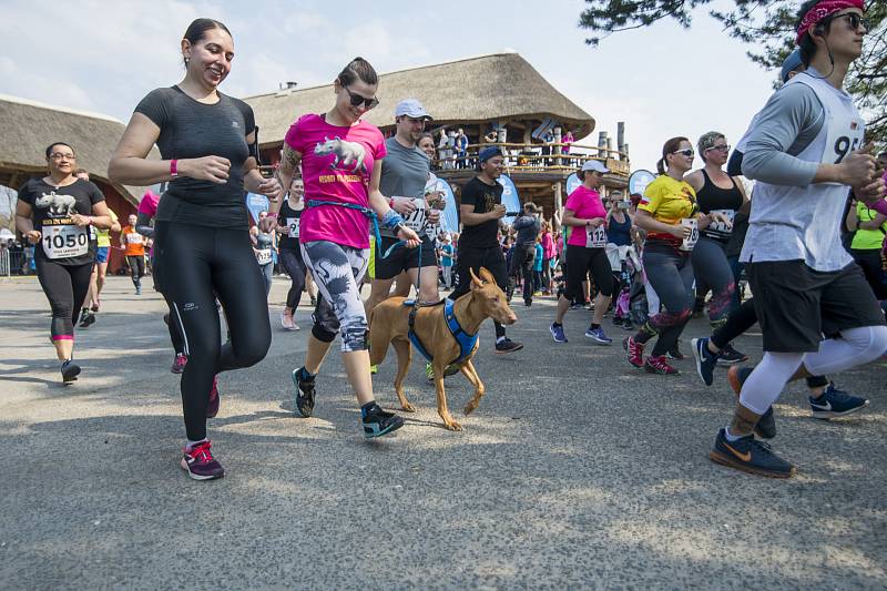 Sobotní Safariběh ČSOB 2019 měl ve 35. ročníku rekordní účast 1093 závodníků.