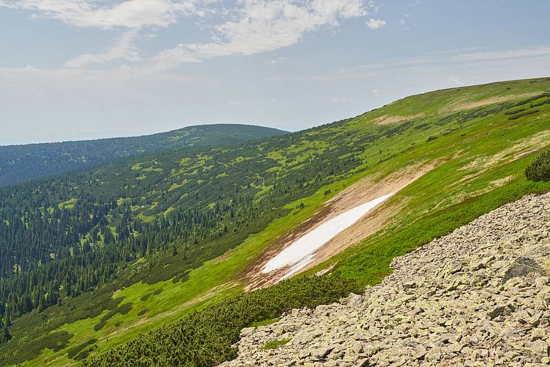 Krkonošská příroda, nafocená 1. července 2019.