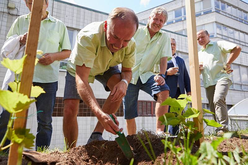 Vinařské slavnosti 2018 v Trutnově.