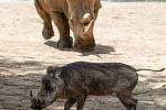 Safaripark Dvůr Králové nad Labem? Zoo v sezoně láká hlavně na nový výběh pro gepardy a nové pavilony.