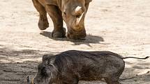 Safaripark Dvůr Králové nad Labem? Zoo v sezoně láká hlavně na nový výběh pro gepardy a nové pavilony.