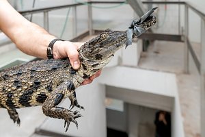 Největší už má metr. Malí krokodýli štítnatí jsou v expozici, návštěvníci je uvidí i pod vodou