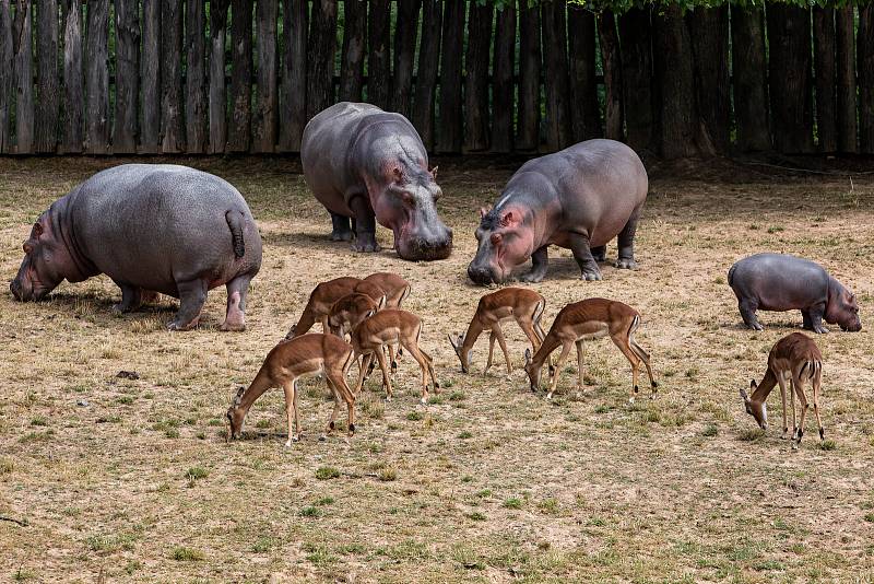 Až do konce hlavní sezony můžete během procházky v pěším safari vidět venku dvě dospělé samice Hulu a Monu, samce Mika a půlroční mládě.