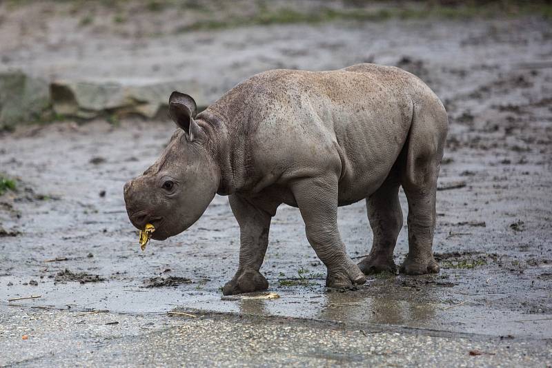 Mládě vzácného nosorožce dvourohého je celkově už 45. nosorožcem tohoto druhu narozeným ve dvorské zoo. Matkou se podruhé stala samice Etosha. 