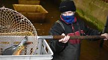 Trutnovští rybáři zahájili vánoční prodej ryb v líhni v Petříkovicích.