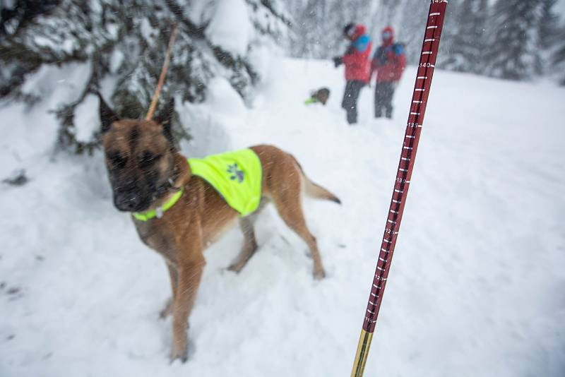 V Krkonoších u Richtrových bud nad Pecí pod Sněžkou trénovali 15. ledna 2019 horští záchranáři vyhledávání v lavinách. Mezinárodního cvičení, které skončí 17. ledna 2019, se účastní asi 40 záchranářů včetně 20 psovodů a jejich psů.