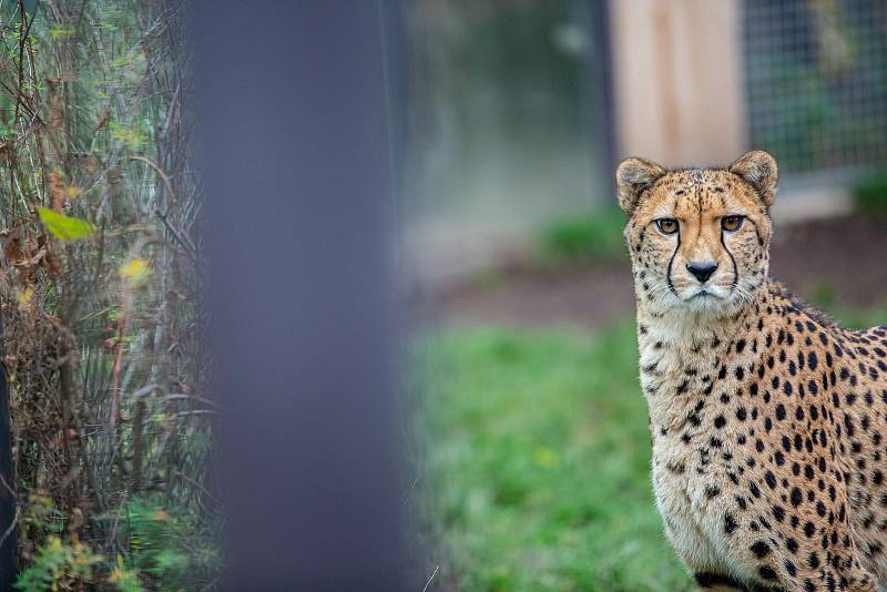 Zvířata v zoo nemají zábavu v podobě návštěvníků. Pro zpestření proto dostaly některé šelmy jídlo stejně jako teď vydávají restaurace: do krabičky s sebou.