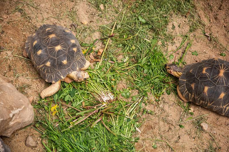 Safaripark Dvůr Králové nad Labem? Zoo v sezoně láká hlavně na nový výběh pro gepardy a nové pavilony.