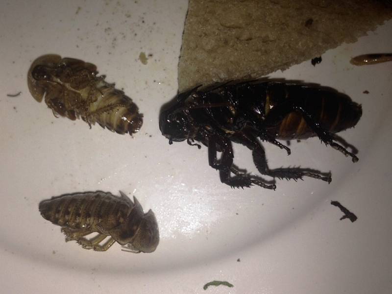 Hmyz na talíři aneb Bulánkovo terno s červy, sarančaty a šváby