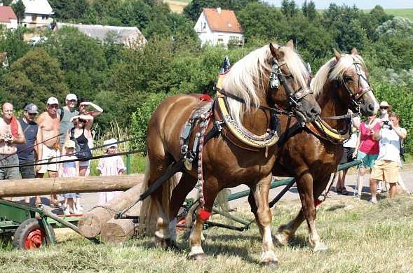 Slavnosti koní v Kuksu