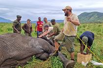 Tři slonice a jeden sloní samec dostali telemetrické obojky z Česka. Safari park zahájil výzkum slonů v Tanzanii