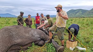 Tři slonice a jeden sloní samec dostali telemetrické obojky z Česka. Safari park zahájil výzkum slonů v Tanzanii