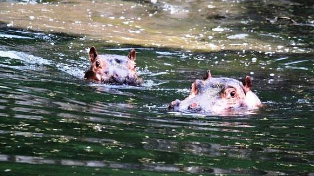 Do dvorské zoo se vrátili hroši