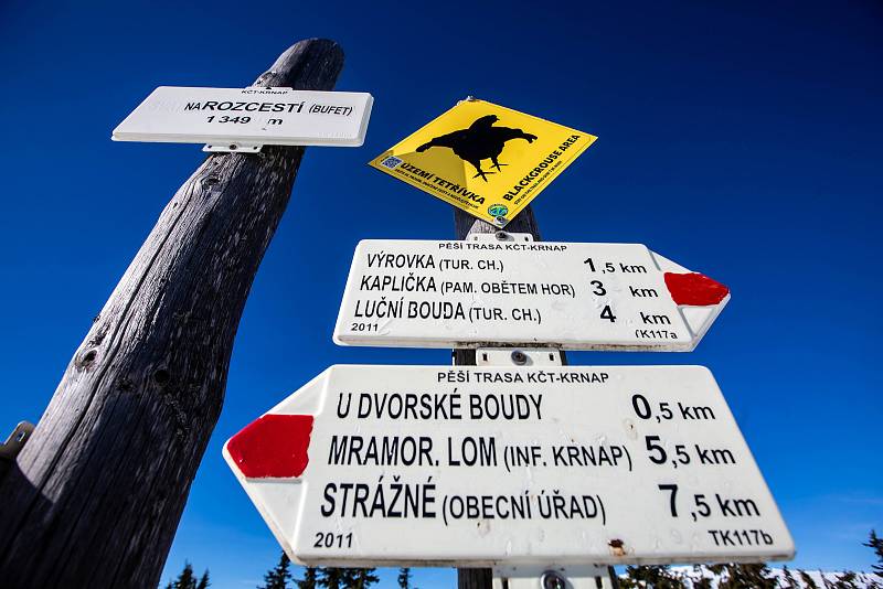 Turisty, běžkaře a hlavně skialpinisty upozornuňují na hřebenech Krkonoš cedule na výskyt tetřívka. V první zóně národního parku je zakázán vstup mimo vyznačené cesty.