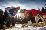 Závody psích spřežení a taženého běžkaře na hřebenech Krkonoše nazývané Ledová Jízda