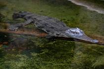 Krokodýl štítnatý ve Dvoře Králové